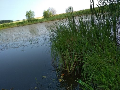 11-ый день в лагере труда и отдыха "Семь ветров". Экскурсия "Водоемы Свислочского района"